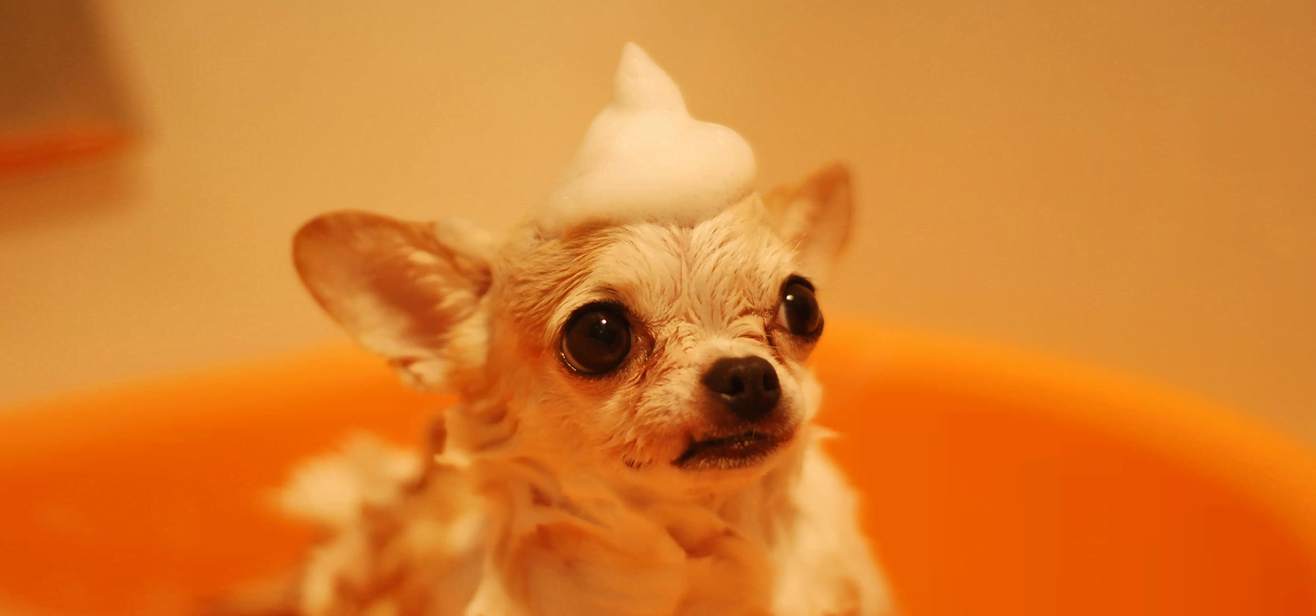 Can I Groom My 3 Month Old Puppy Safely? A Beginner's Guide to a Lifelong Bond