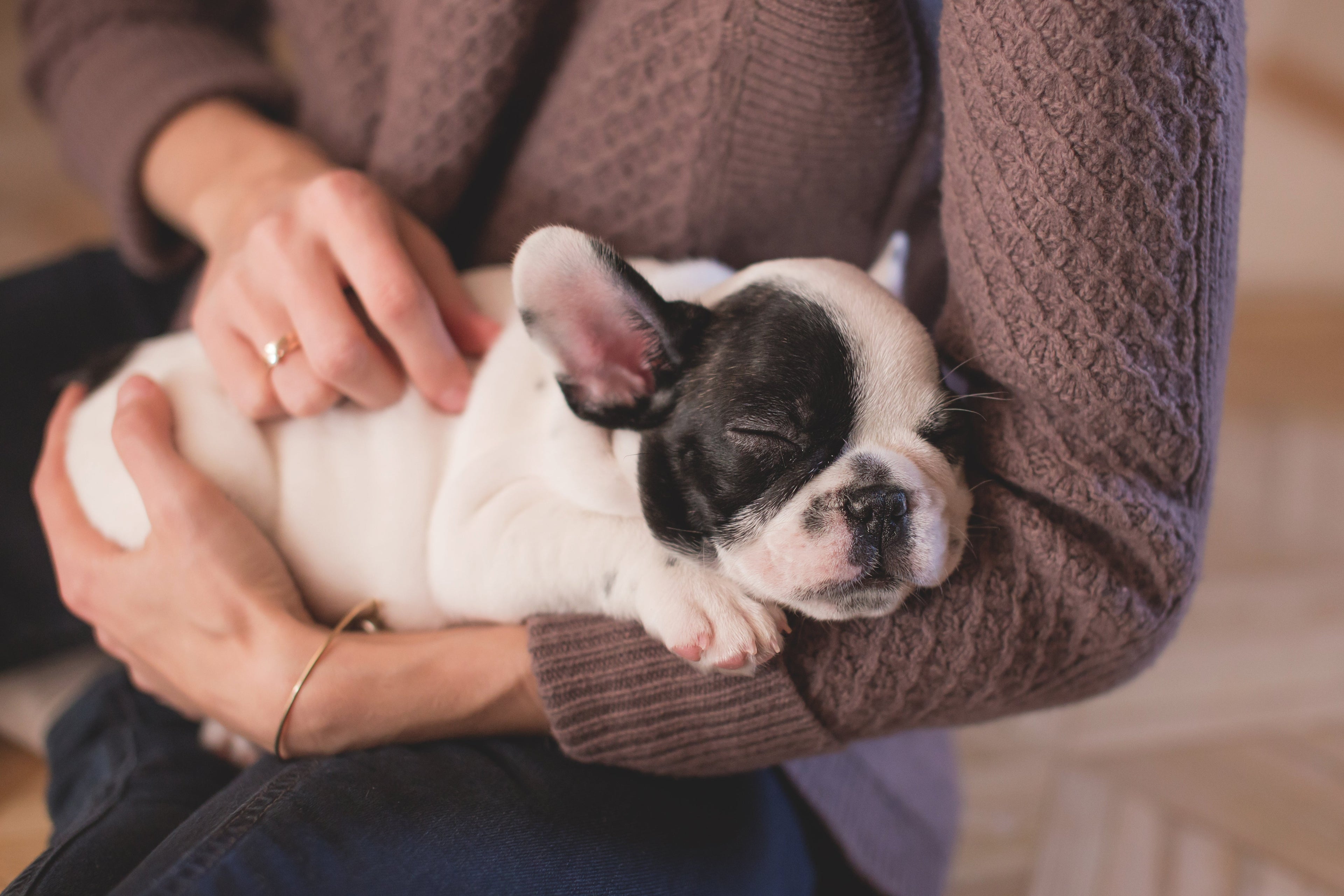 Best Brush for Short-Haired Dogs: Fur-Friendly Tools That Work