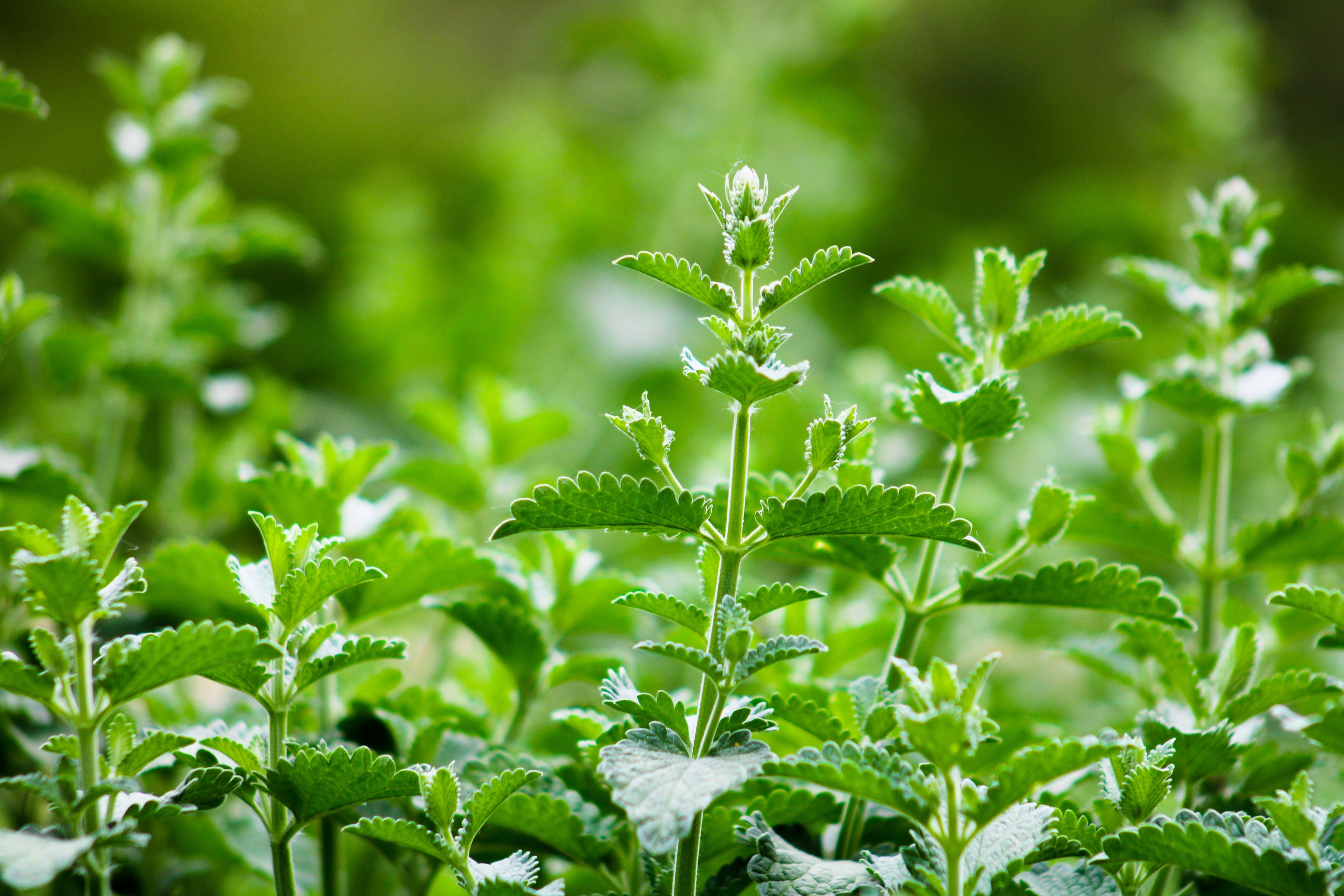 Understanding Catnip's Legal Status and Regulations Today: A Purr-fectly Legal Tale!