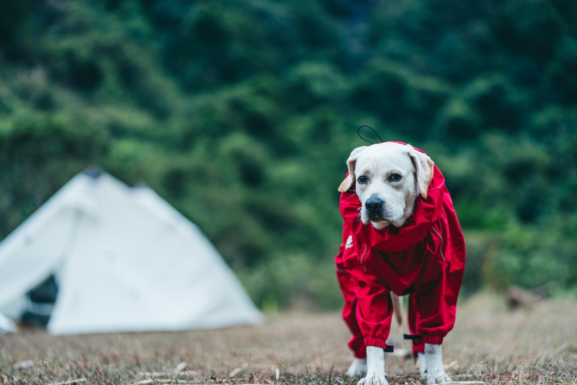 Adventure-Ready: How to Keep Your Pet’s Coat Healthy While Traveling or Exploring Outdoors