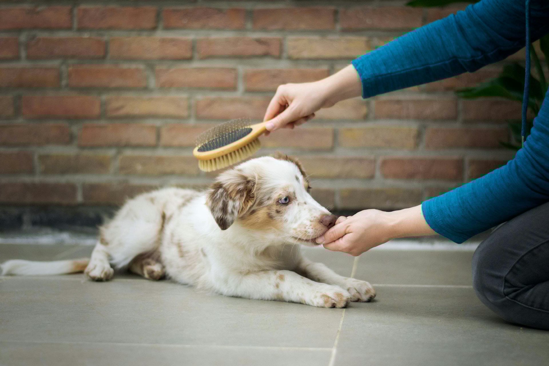 How to Choose a Puppy Brush: A Complete Guide by Coat Type &amp; Age (2025)