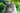 The Enchanting World of Grey Tabby Cats