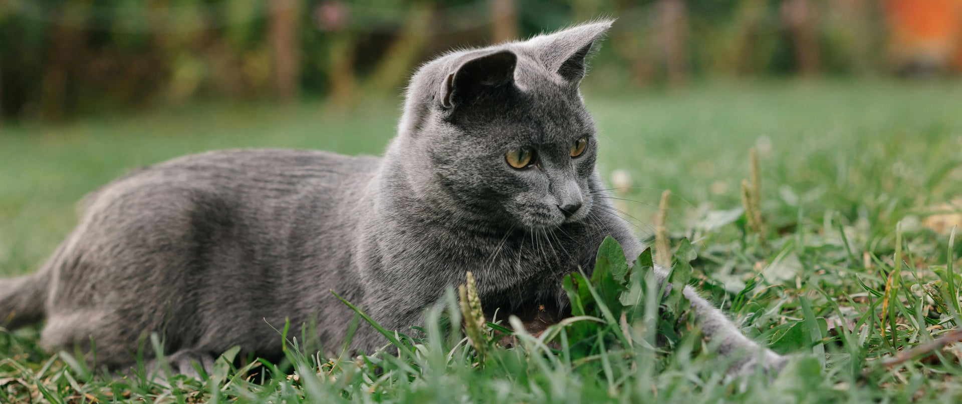 Are Russian Blue Cats Hypoallergenic?