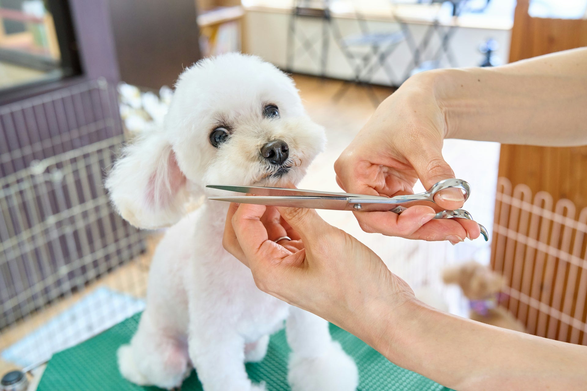 The Only Pet Grooming Kit You Actually Need (2025 Checklist)