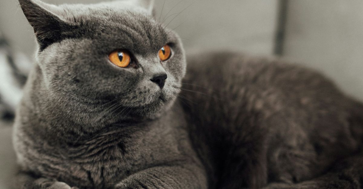 What Is the Best Cat Brush for a British Shorthair?