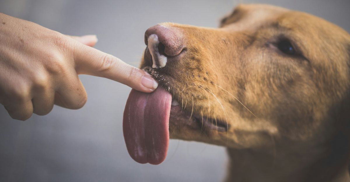 Why Does My Dog Groom Me? A Guide to Your Dog’s Licks, Nibbles, and Nuzzles