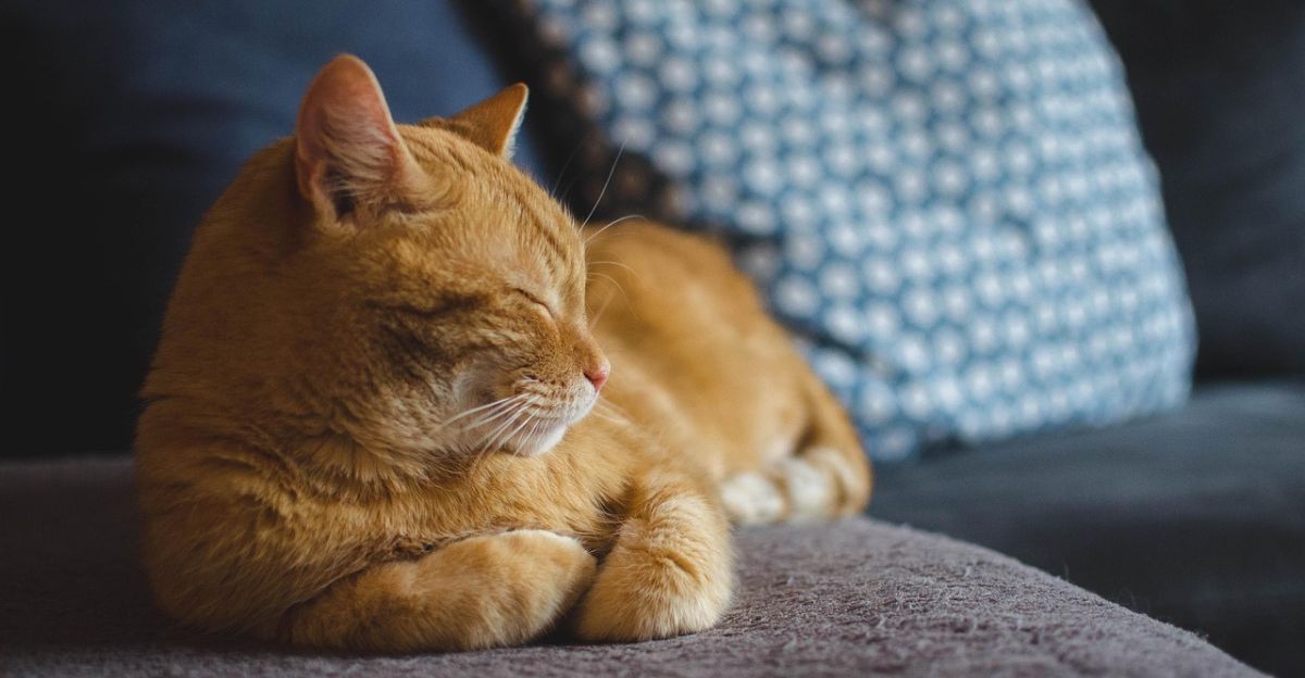 How to Reduce Cat Shedding: Your Ultimate Guide to a Fur-Free Home