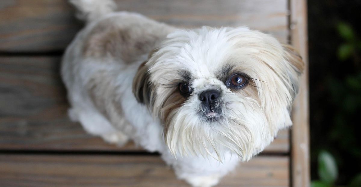 How to Groom a Shih Tzu at Home? A Gentle, Complete Guide for Loving Pet Parent