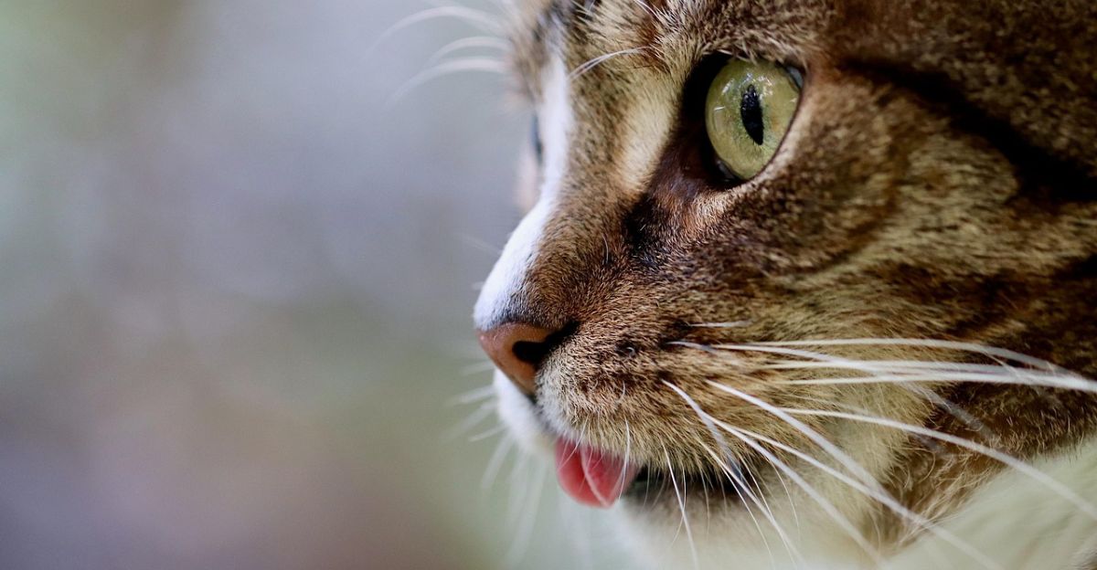 The Best Cat Breeds: Which One is Right for You?