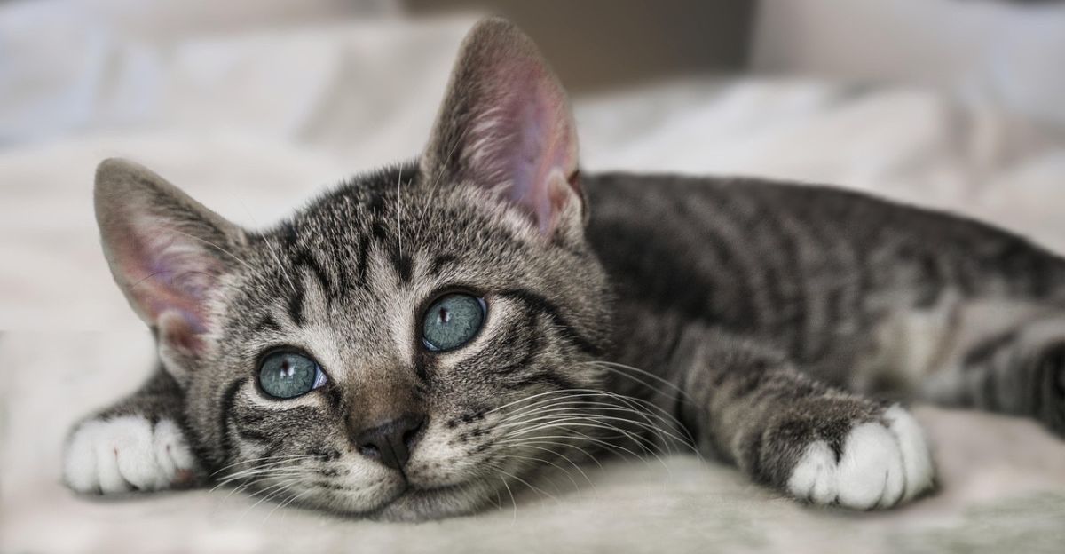 Found a Puddle? Why Your Cat Is Peeing Outside the Litter Box