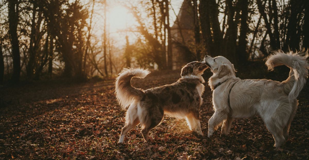 More Than Just a Lick: The Secret Language of Why Dogs Groom Each Other