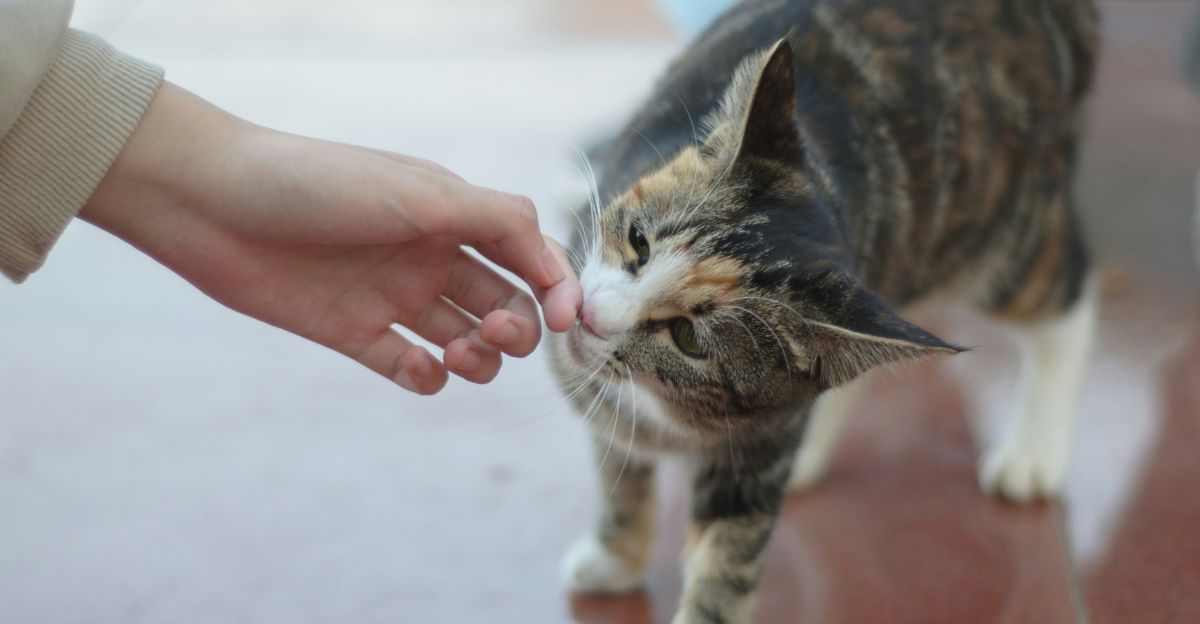 Do Female Cats Spray? A Guide to Why It Happens & How to Stop It