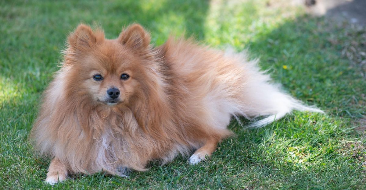 How to Groom a Pomeranian: A Step-by-Step Guide for Stress-Free At-Home Grooming