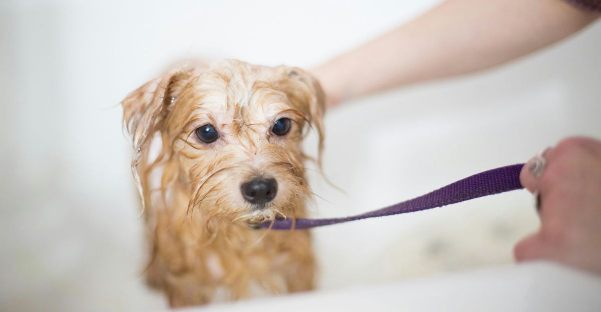 How Often Should You Groom Your Dog? The Ultimate Guide for a Happy, Healthy Pup
