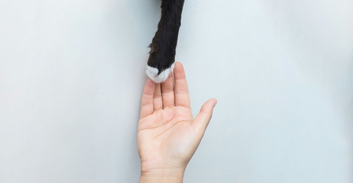 Stop Scolding, Start Connecting: The Ultimate Guide to Disciplining Your Cat (the Right Way!)