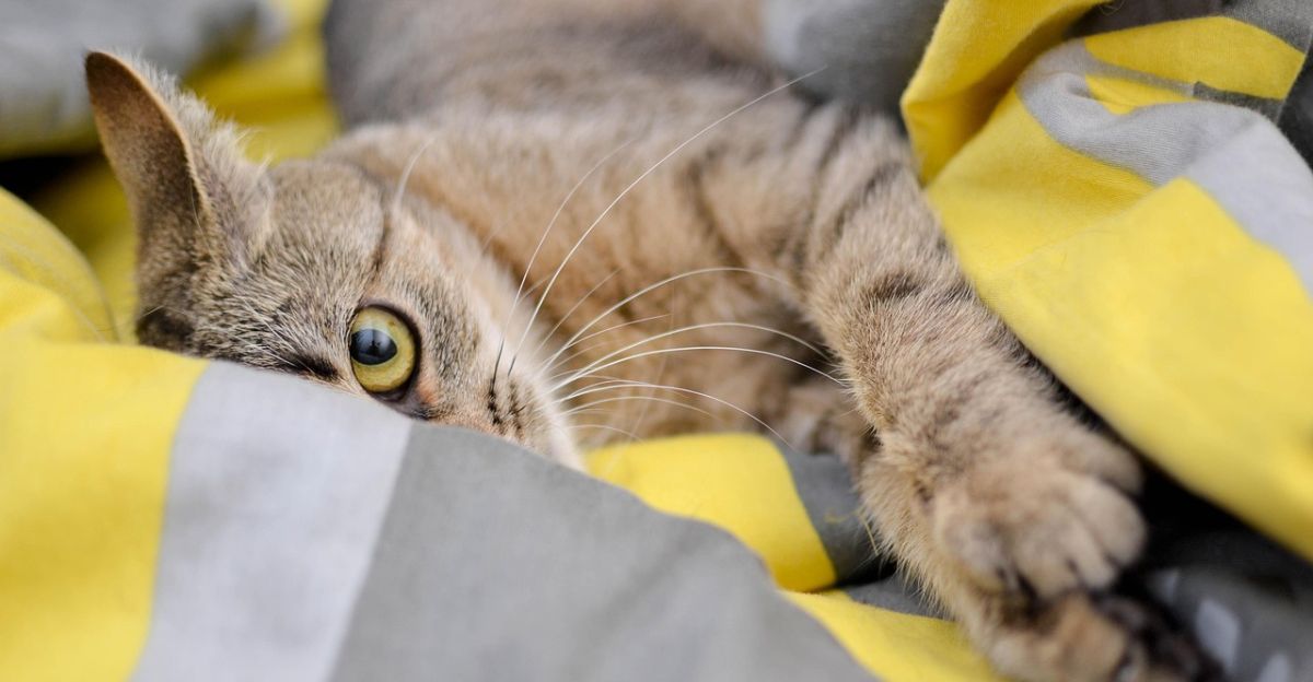 Why Do Cats Knead Blankets? Unraveling the Mystery of This Adorable Behavior
