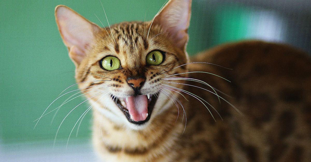When Do Cats Lose Their Baby Teeth? The Ultimate Kitten Teething & Dental Care Guide