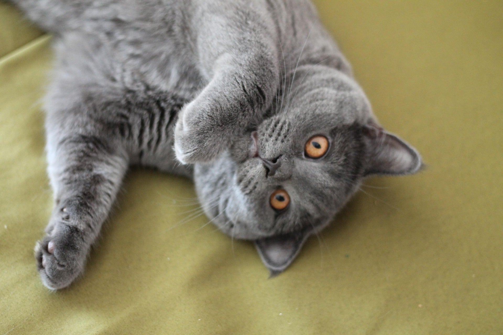 Beyond the Silver Tabby: 5 Surprising Secrets of the American Shorthair Cat