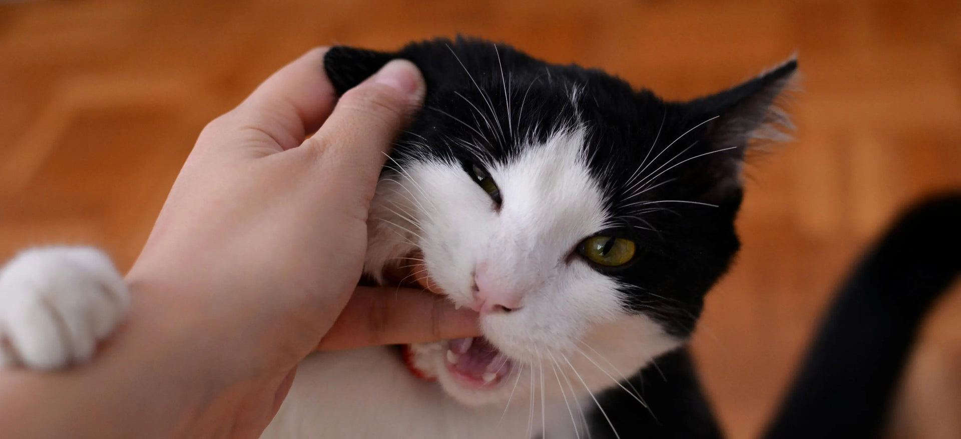 Understanding Why Your Cat Bites When Petting
