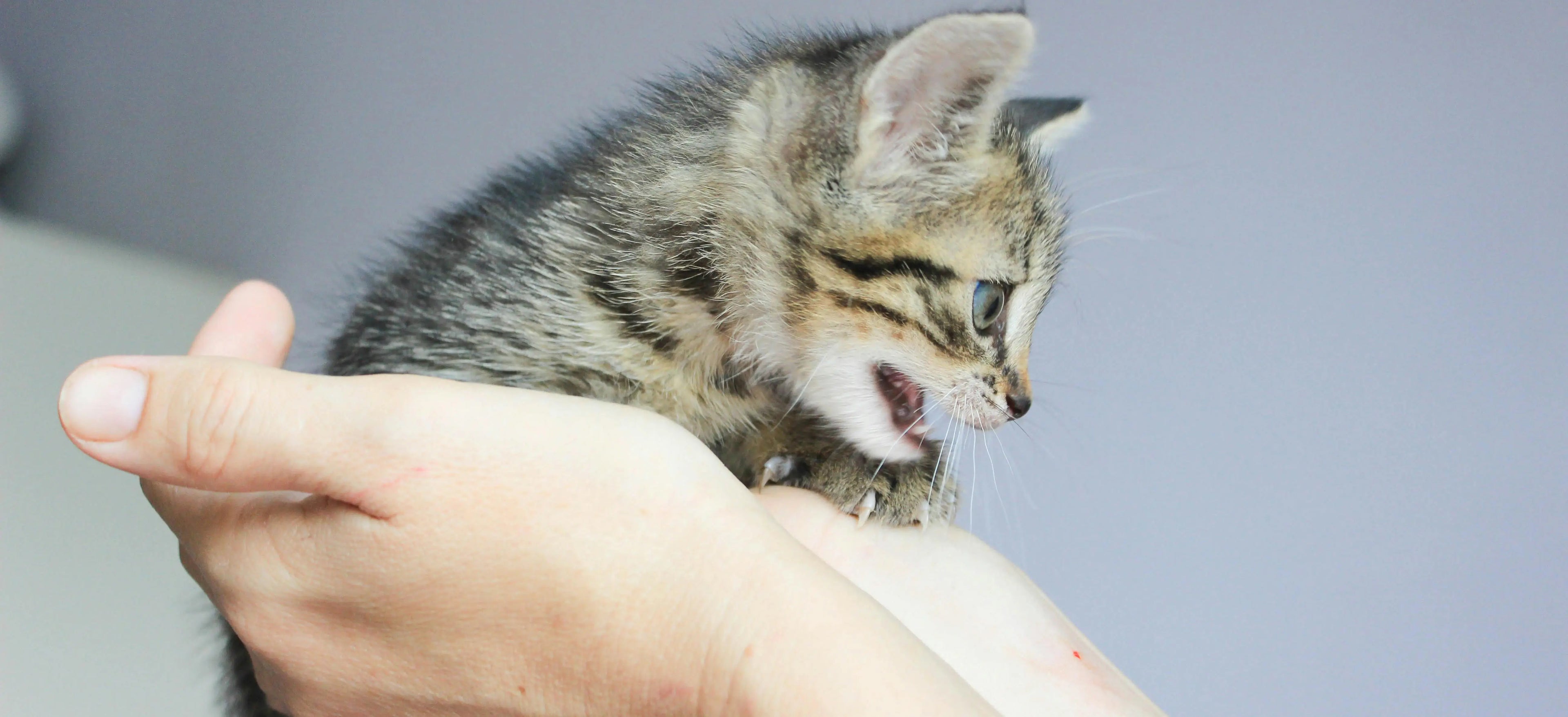 Cat Behaviour Biting: Understanding and Stopping Aggression Fast