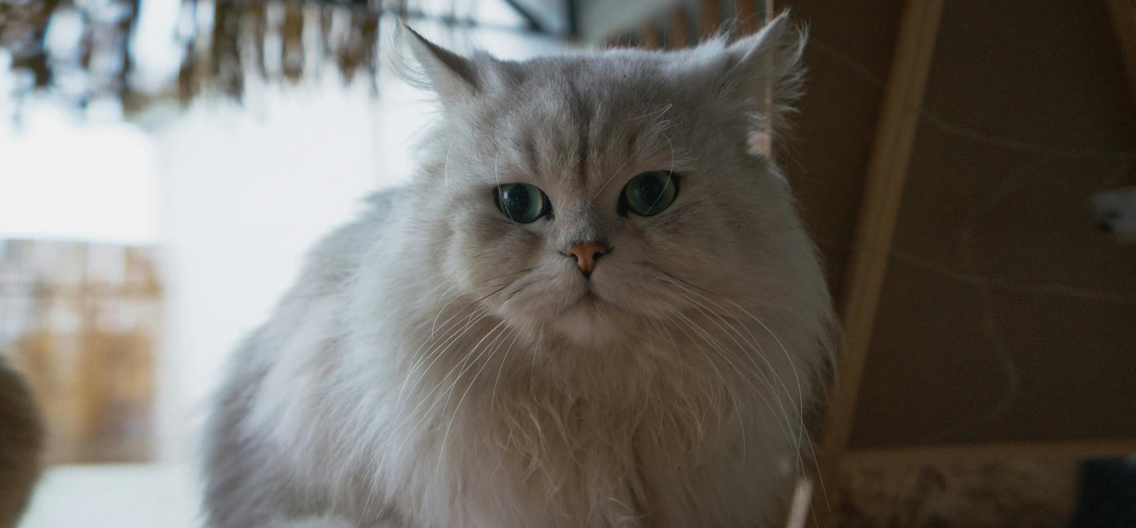 Why Does My Cat Keep Throwing Up But Seems Fine?
