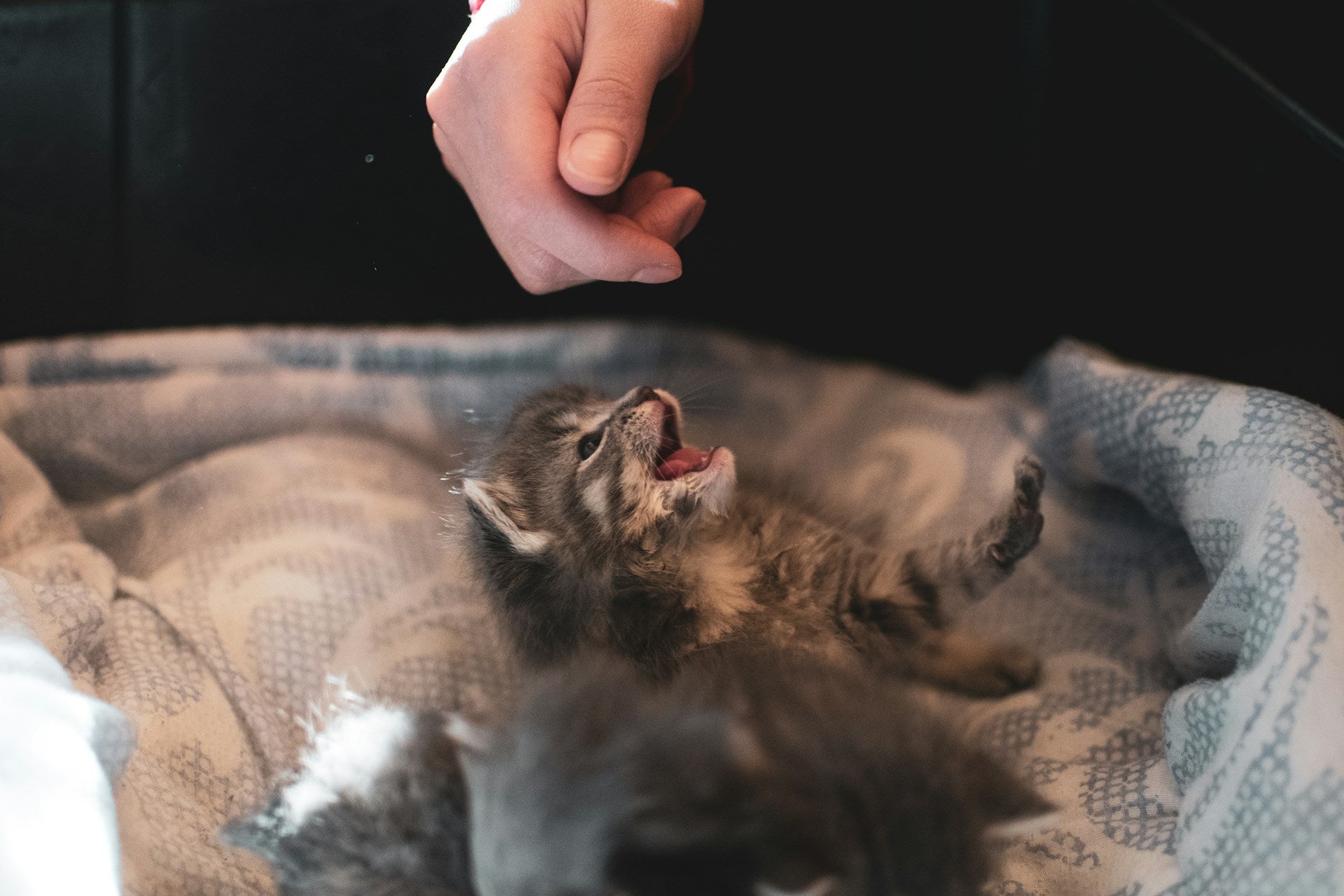 Why Do Cats Bite? Understanding and Managing Feline Biting Behavior
