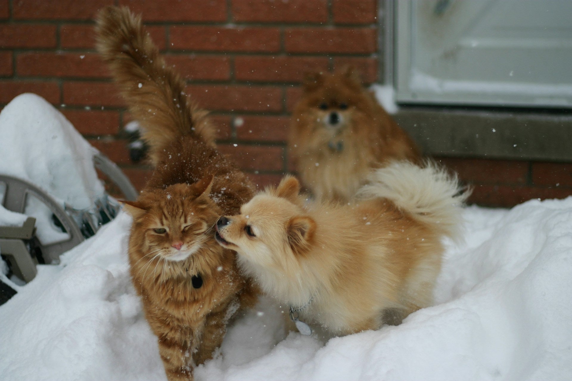 Winter Pet Grooming Guide: Vet-Approved Tips for Warm, Healthy Pets