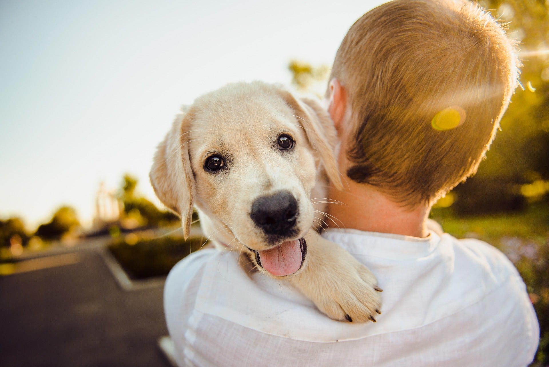 How Can You Effectively Reduce Shedding in Short-Haired Dogs?