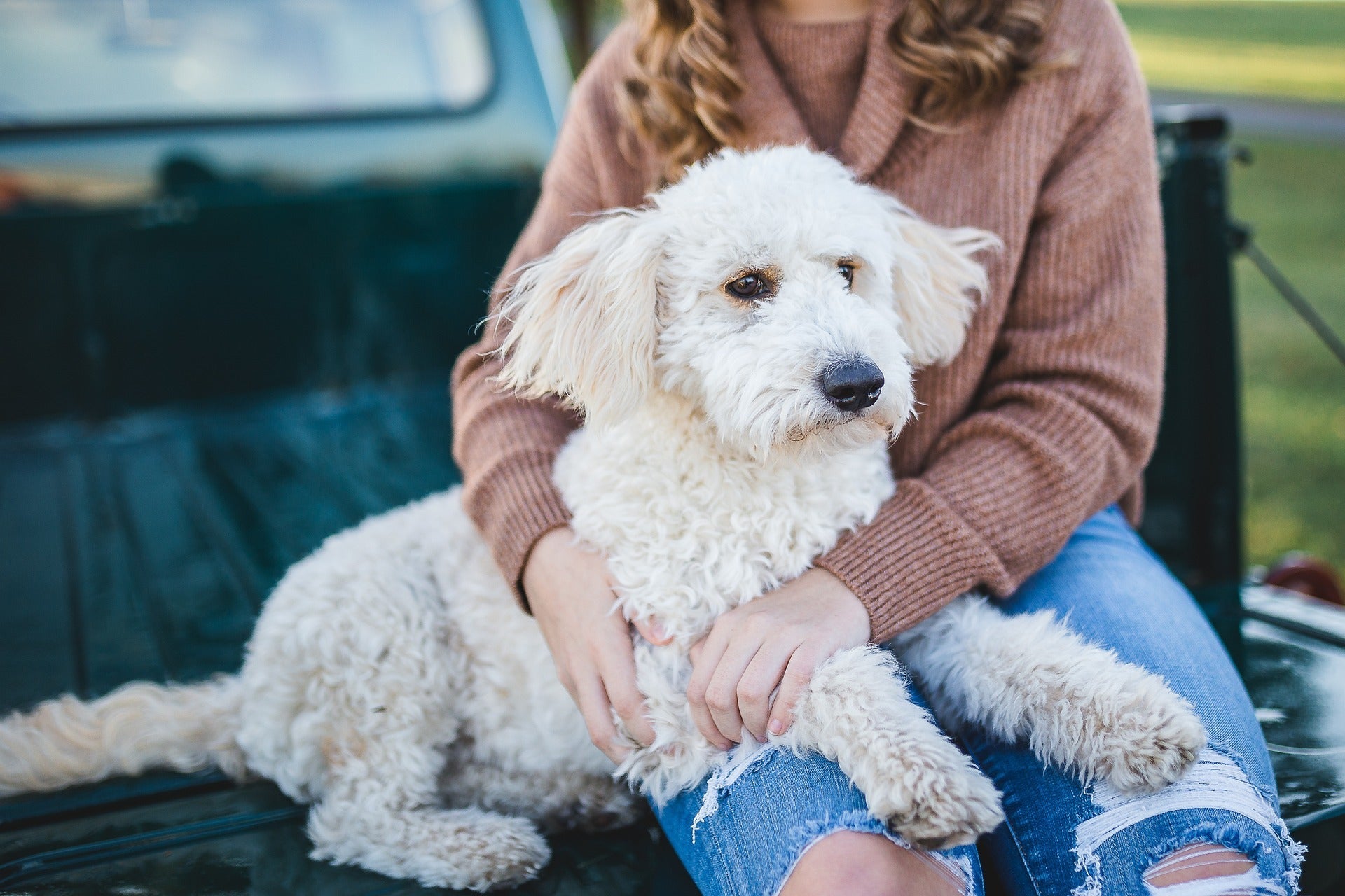 How Can You Effectively Groom a Dog with a Thick Coat?