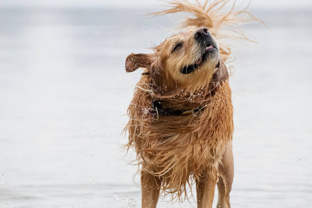 Is Professional Pet Grooming the Best Choice for Your Furry Friend?