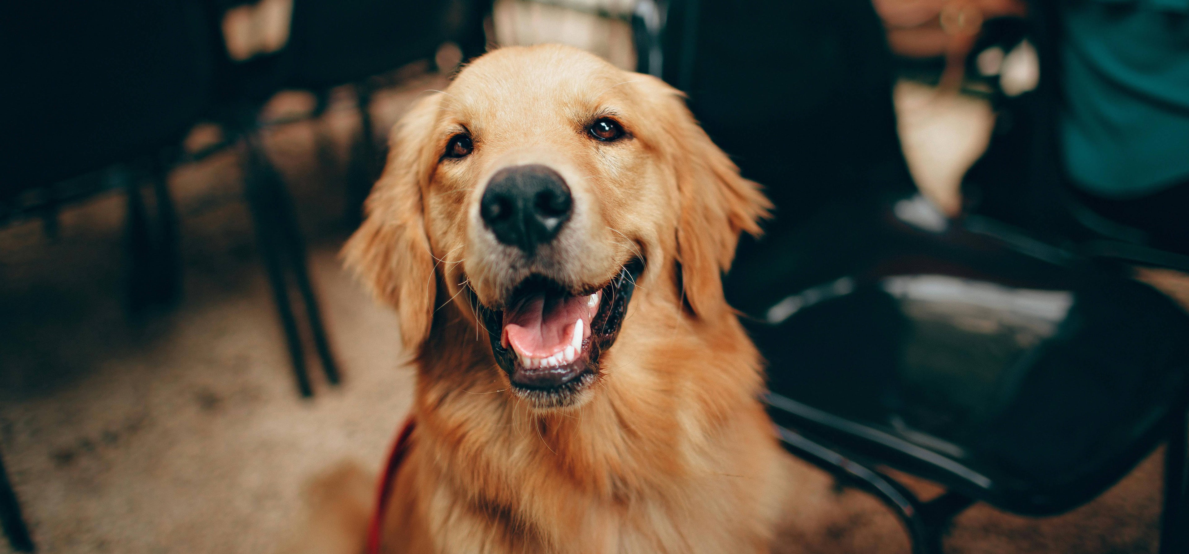 Mobile Dog Grooming at Home with Just 4 Grooming Instruments