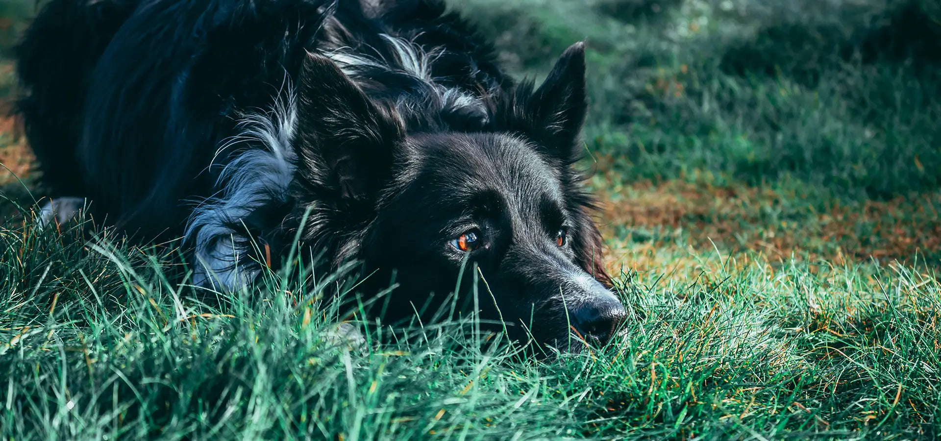 How to Remove a Tick from a Dog – And Everything You Should Know to Prevent It