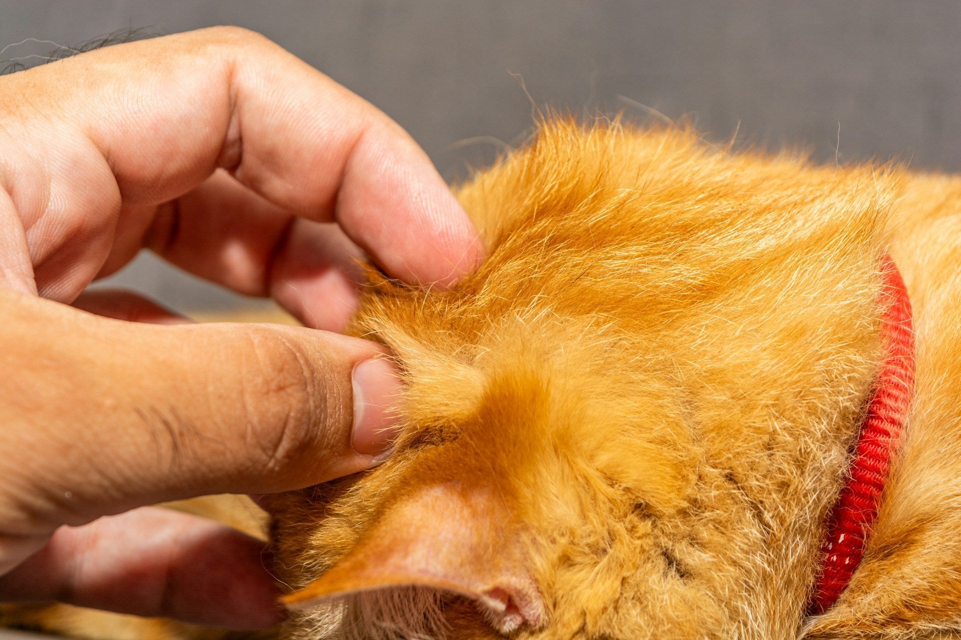 Pet Brush Is Causing Static Damage? Fix It Fast