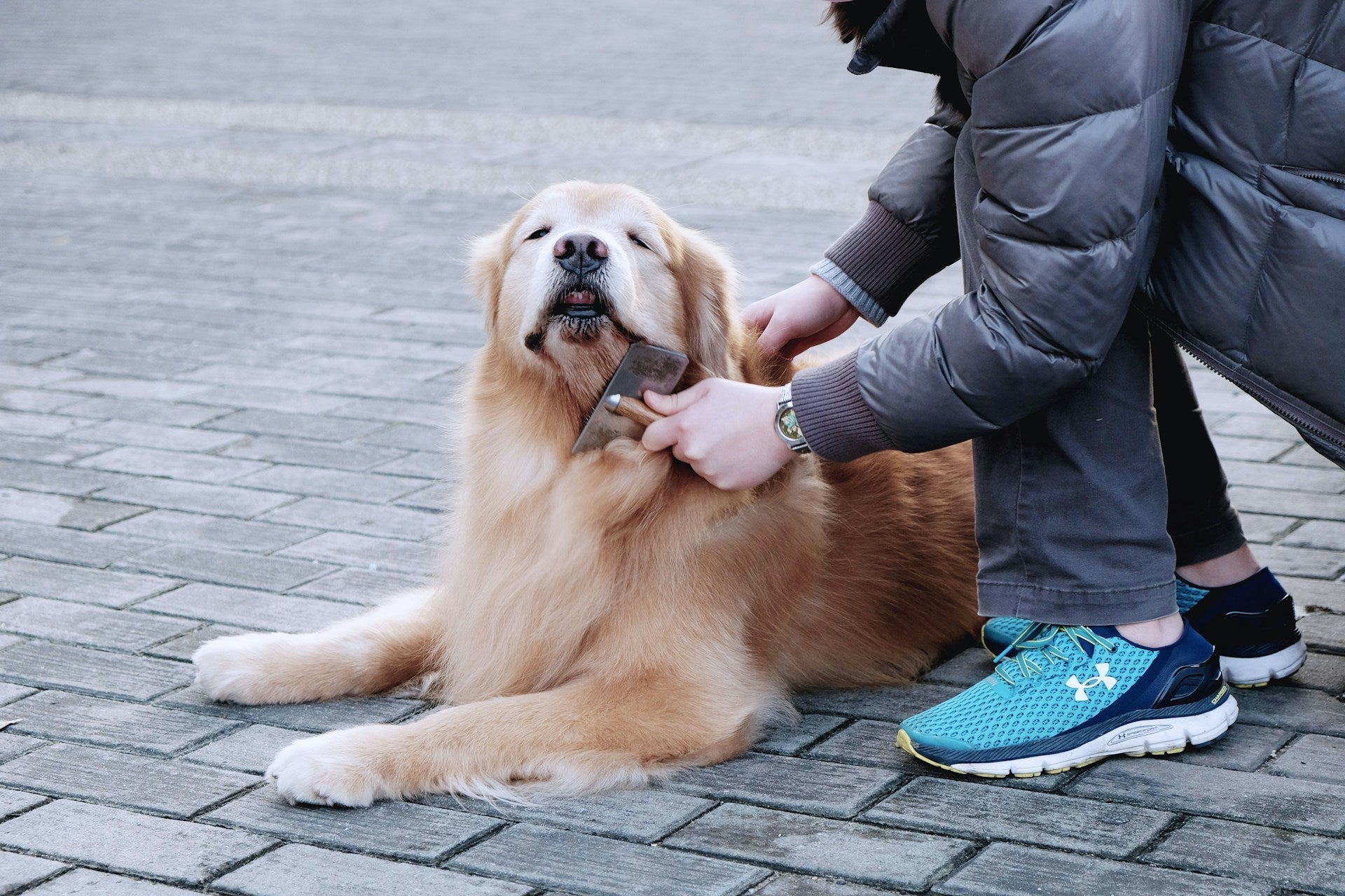 Dog Grooming by Coat Type: Long, Short, Curly &amp; Double-Coated