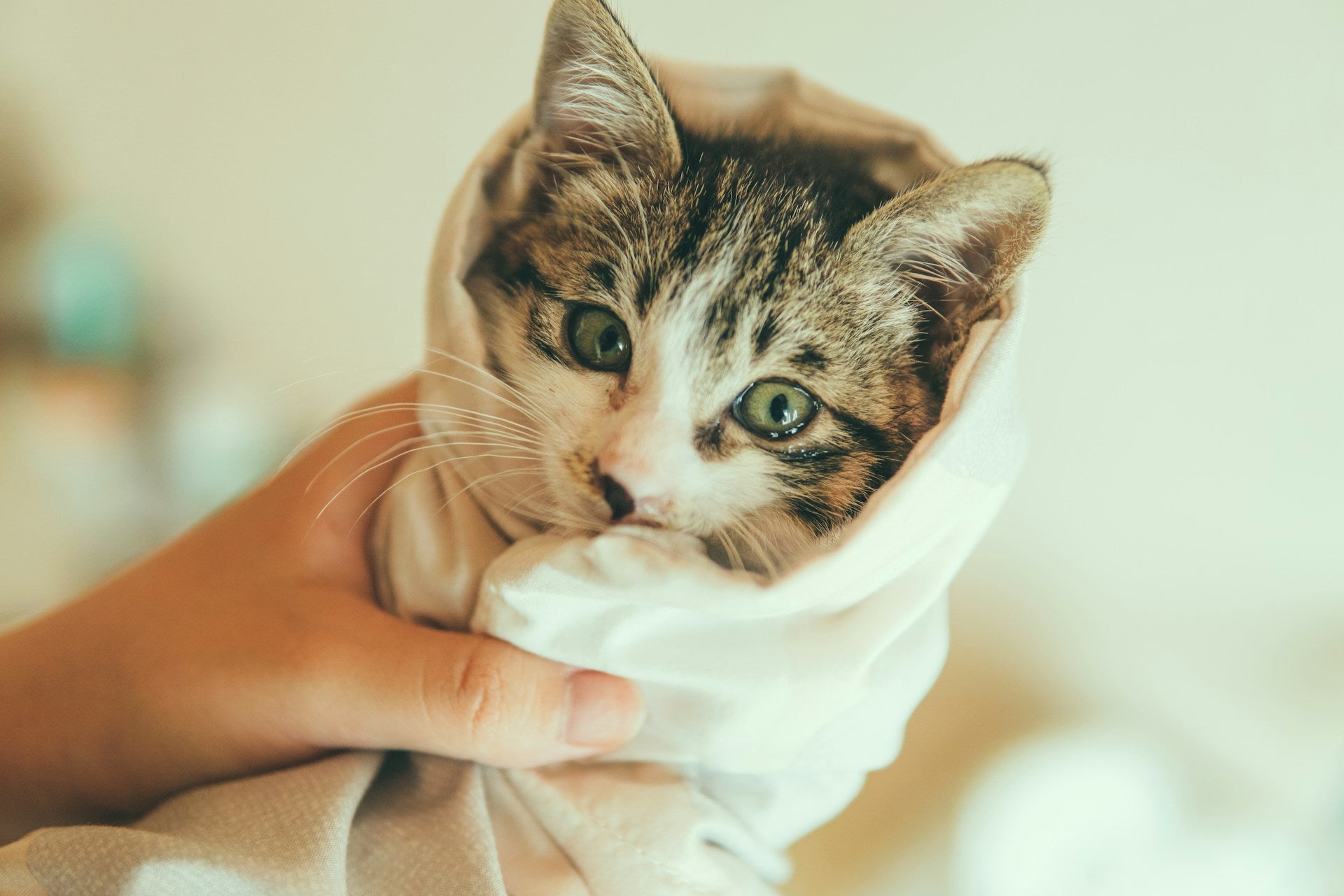 Taming the Static: Winter Grooming & Moisture Care for Cats