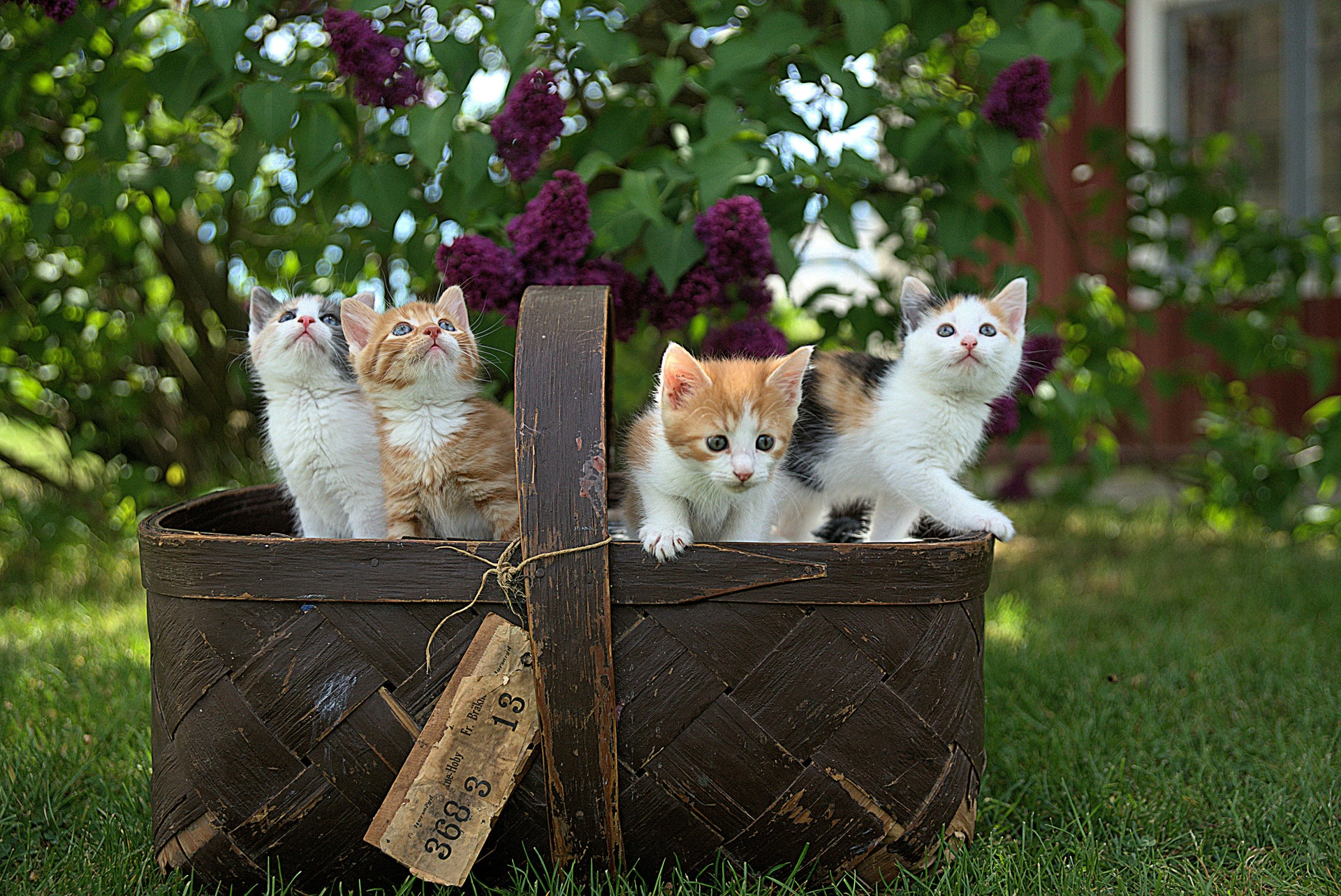 Can Kittens Eat Adult Cat Food? And Other Cat-Related Questions Answered