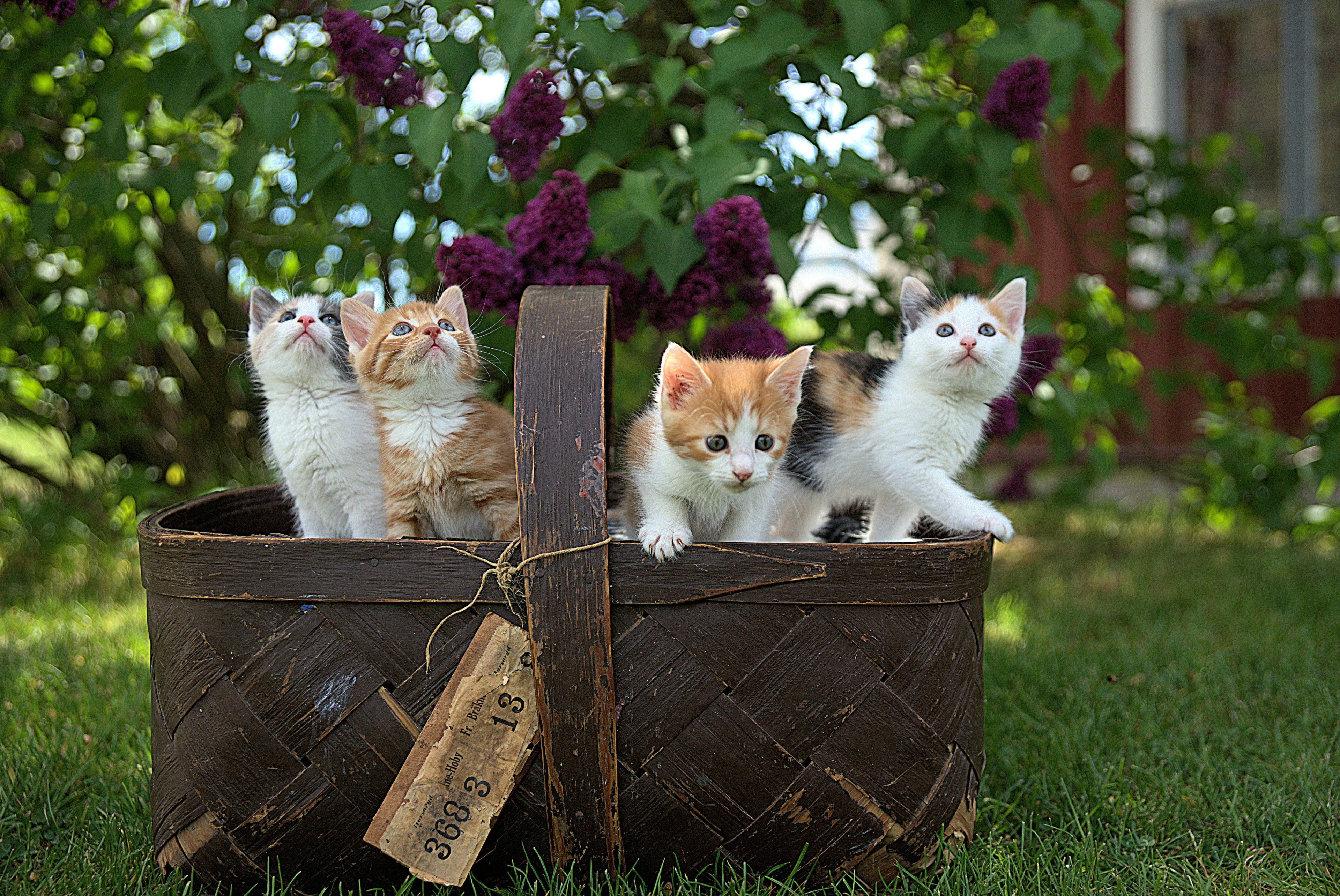 Can Kittens Eat Adult Cat Food? And Other Cat-Related Questions Answered