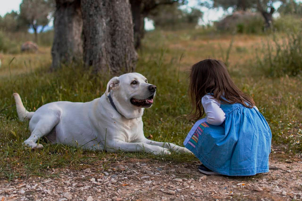 How Can Furgo Help Keep Your Pet’s Coat Healthy and Shiny?