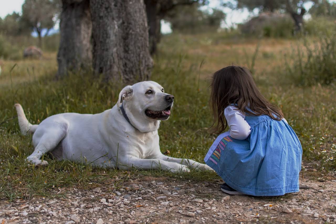 How Can Furgo Help Keep Your Pet’s Coat Healthy and Shiny?