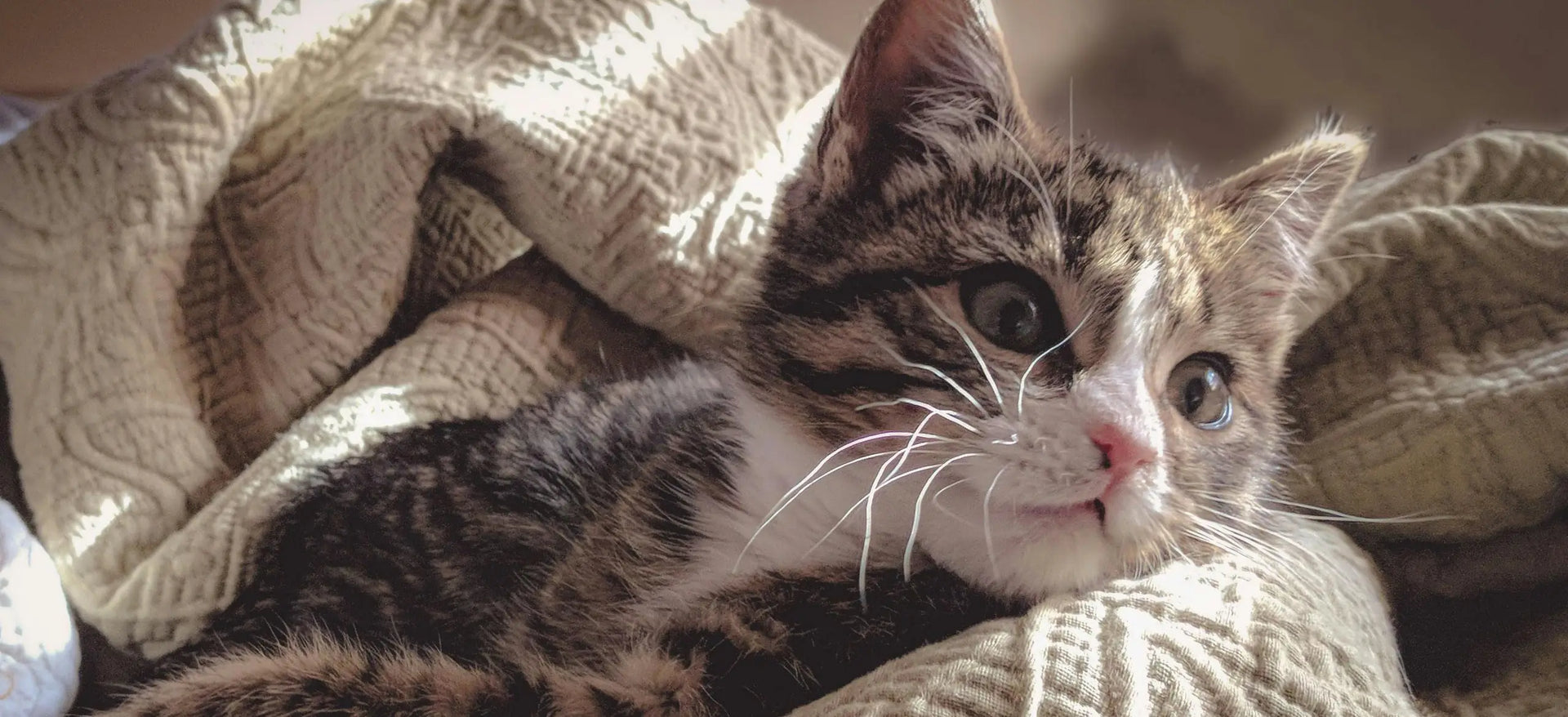 The 2025 Guide to the Best Cat Food for a Healthy, Tangle-Free Coat