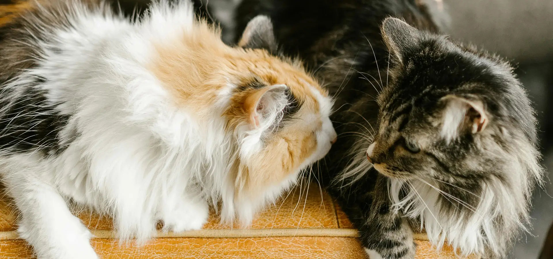 The Giant Cat Care Manual: Are You Really Ready for a Maine Coon?