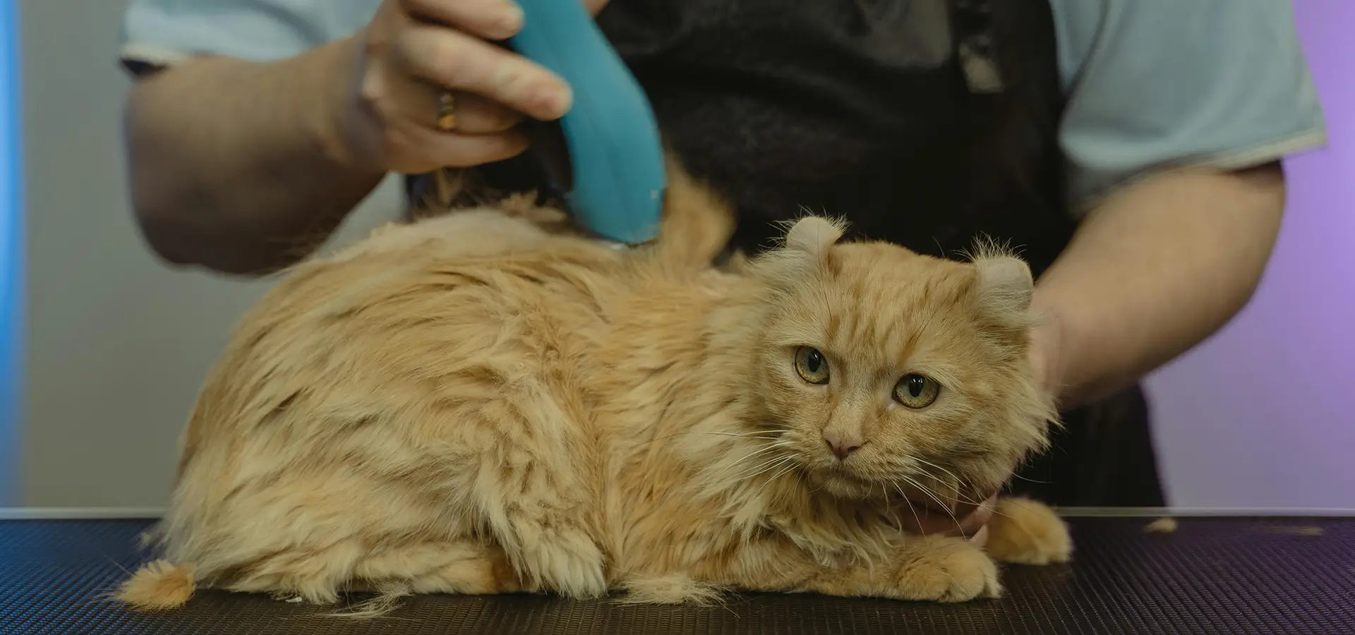 Common Cat Grooming Mistakes to Avoid | Tips from a Pet Care Pro