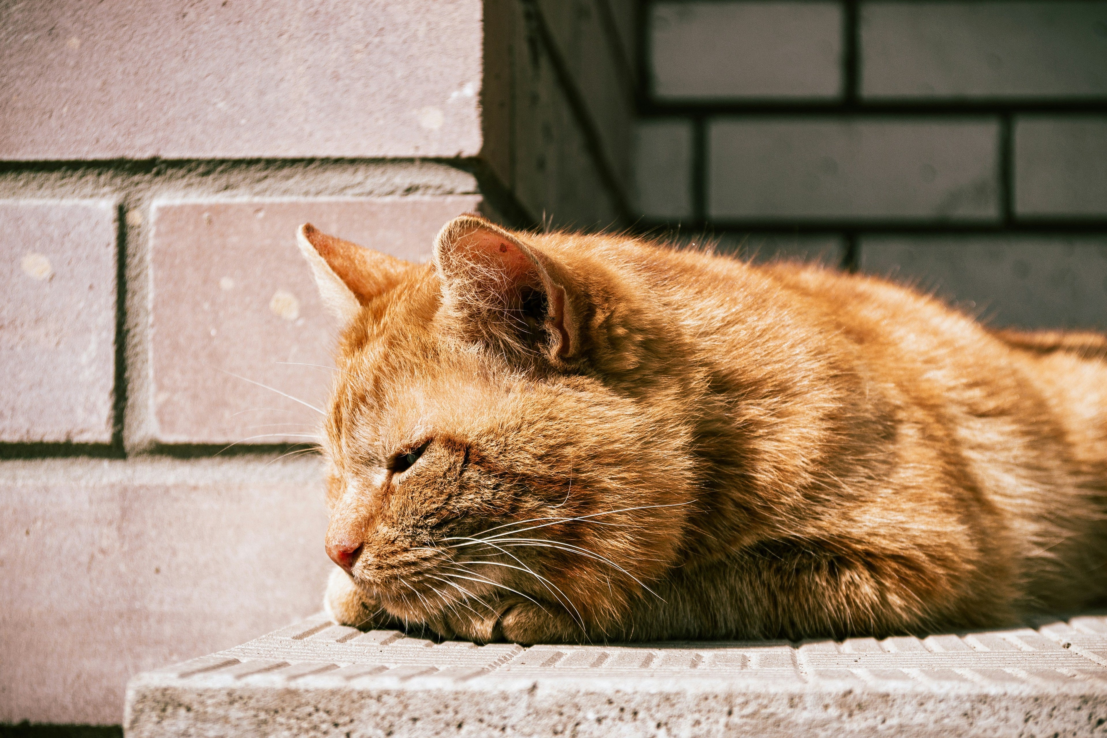 How Long Do Cats Live? Understanding Your Feline Friend's Lifespan