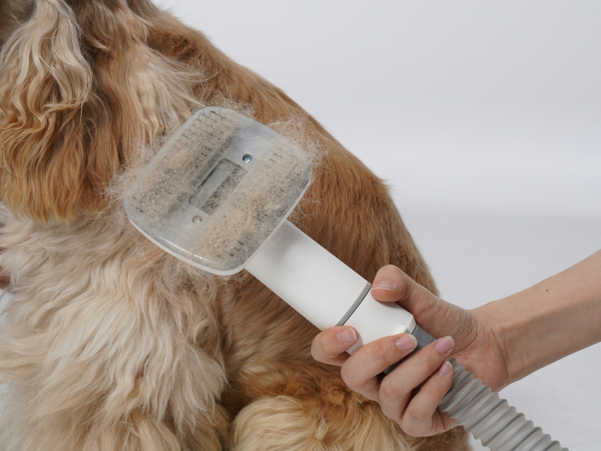 Dog Shedding Season Guide: Fall Coat Care &amp; Recovery Tips