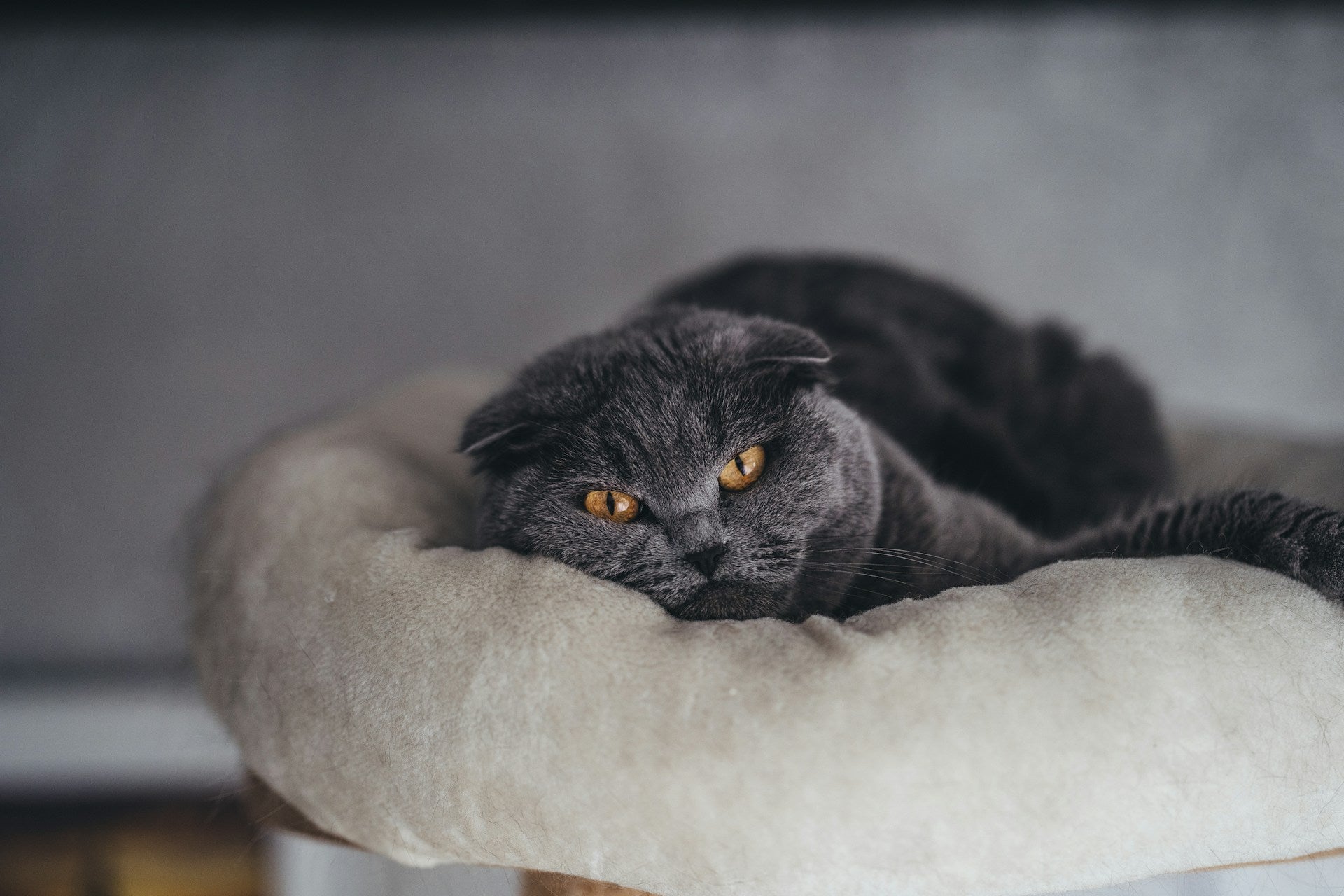 Helping Your Anxious Cat: A Complete Guide to Understanding and Treating Feline Anxiety