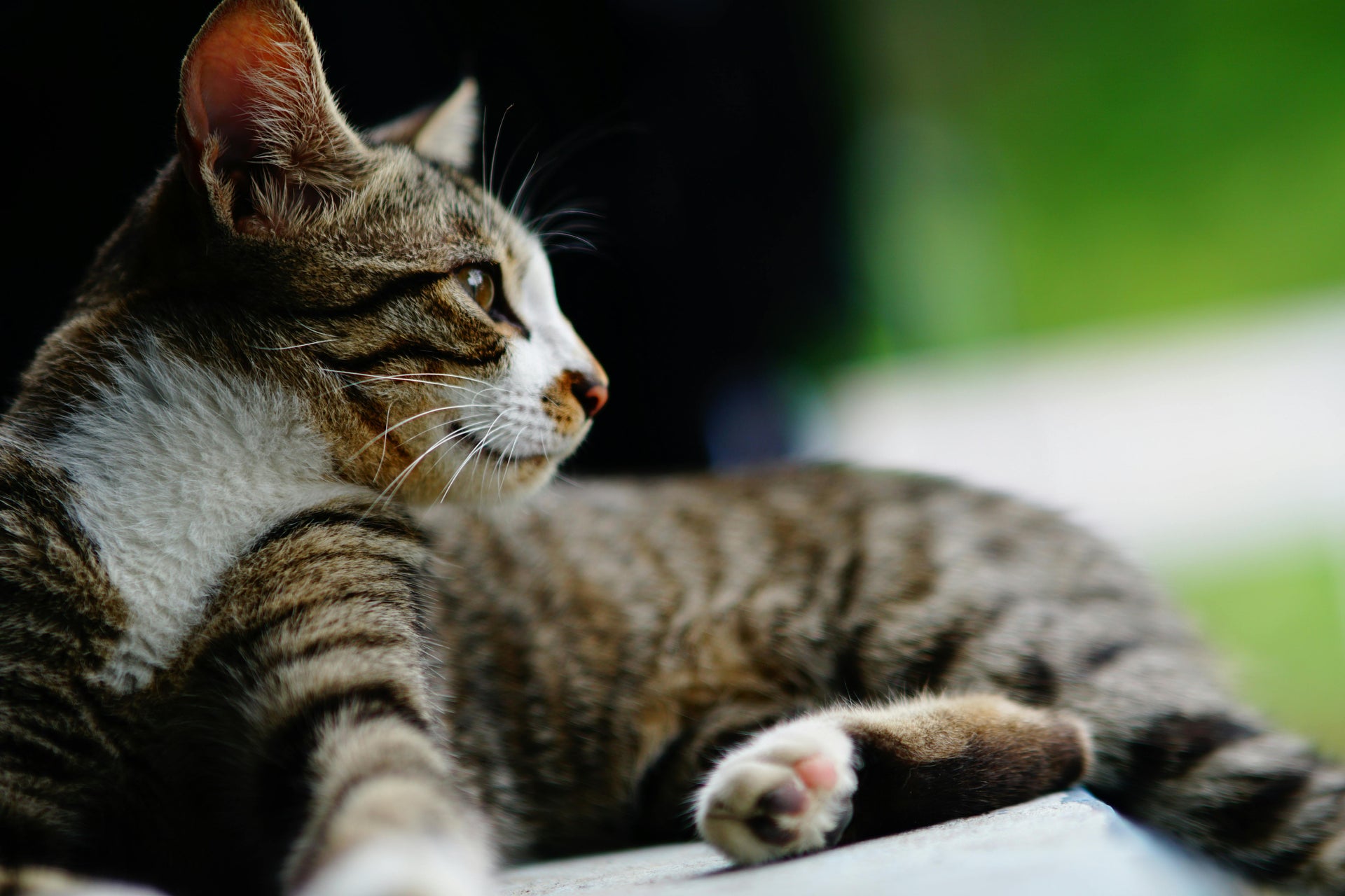 The American Shorthair: Your Guide to a Happy, Healthy, and Beautifully Groomed Cat