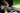 The American Shorthair: Your Guide to a Happy, Healthy, and Beautifully Groomed Cat