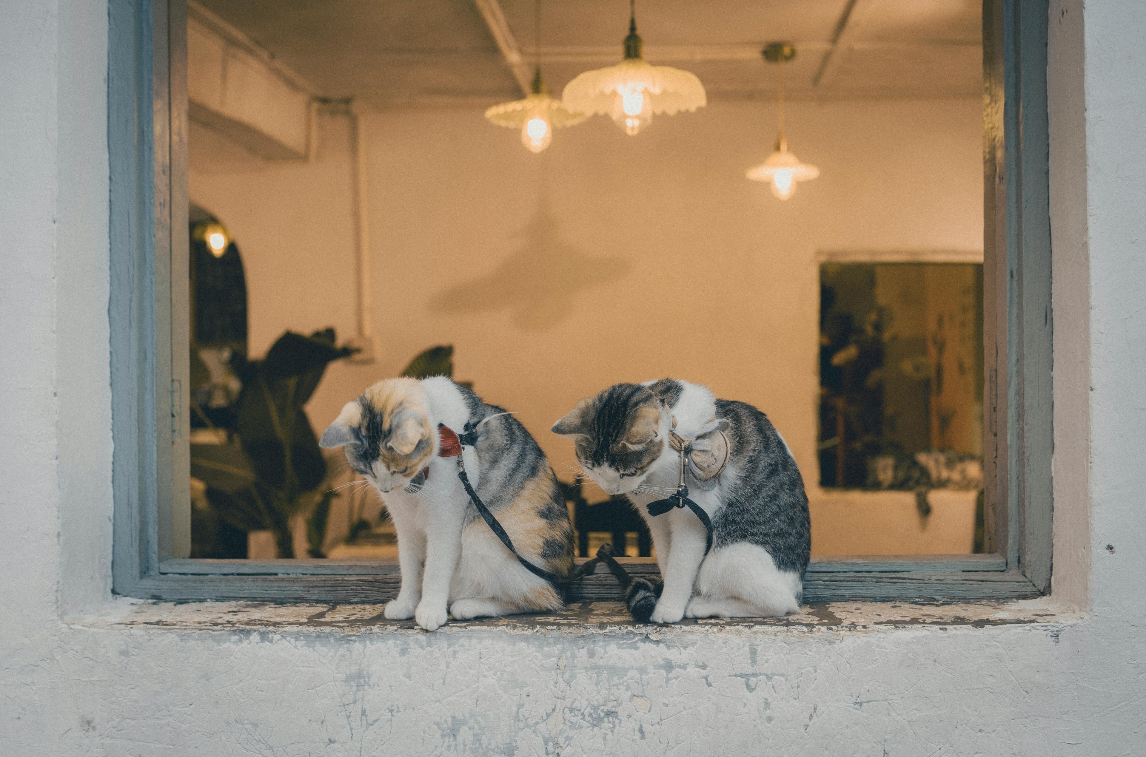 5 Fascinating Facts About American Shorthair Cats You Didn't Know