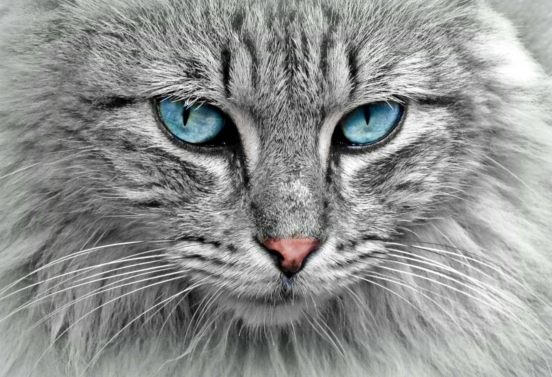 A Visual Guide to American Shorthair Colors: From Silver Tabbies to Calicos