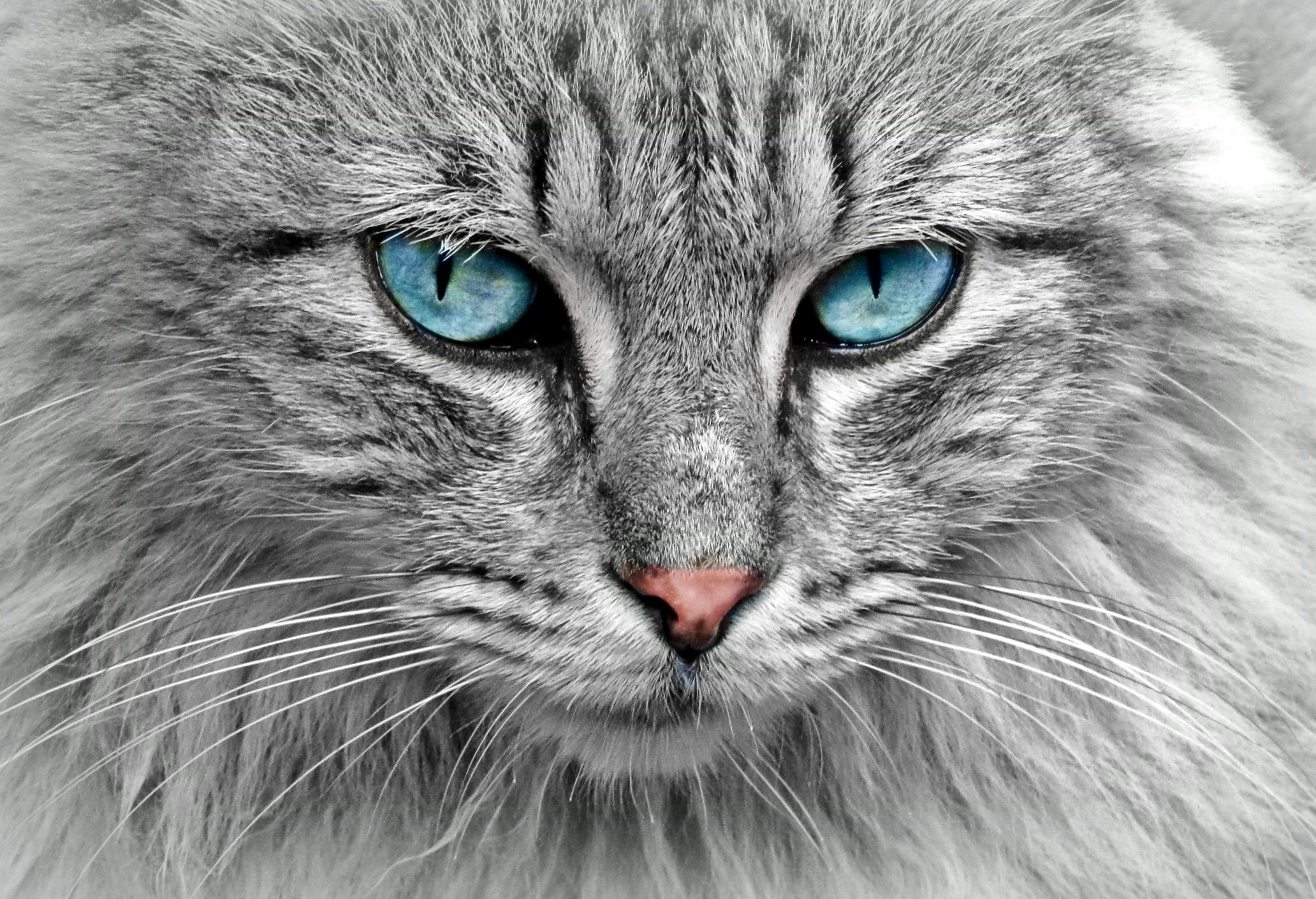 A Visual Guide to American Shorthair Colors: From Silver Tabbies to Calicos
